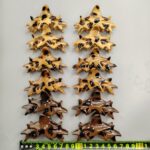 Claw clip Leopard Spot 3-Color Hair Claw Clip