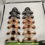 Rubber Shell Series Rubber Shell Hair Claw Clip