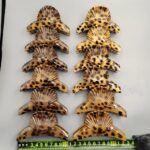 Rubber Shell Series Rubber Shell Hair Claw Clip