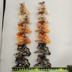 Claw clip Rubber 6-Color Single Flower